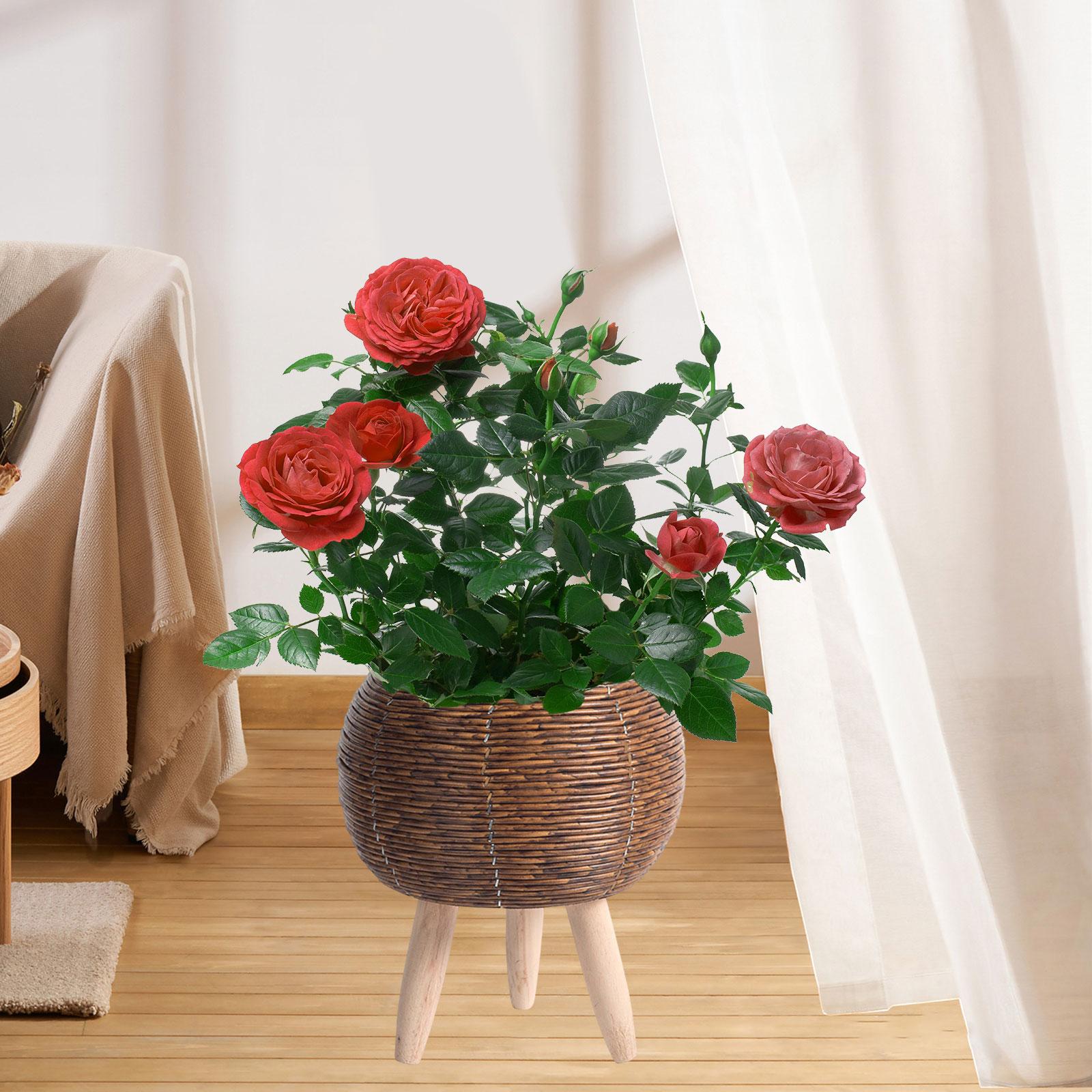 織りバスケットスタンド付き屋内フラワーポットオーガナイザー、 - Home Decor Rattan のレビューと価格